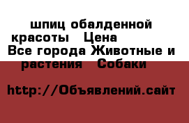 шпиц обалденной красоты › Цена ­ 22 000 - Все города Животные и растения » Собаки   
